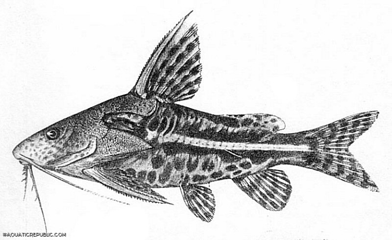 Synodontis albolineatus