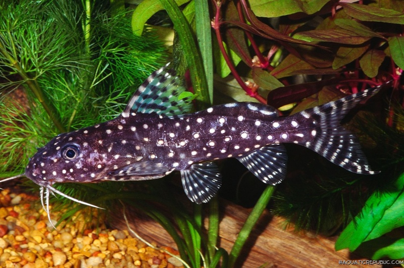 Synodontis angelicus