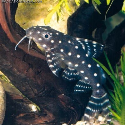 Synodontis angelicus