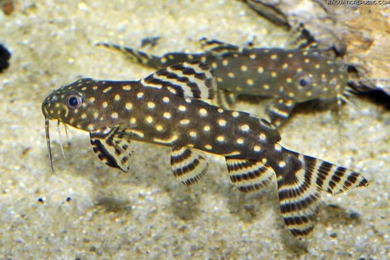 Synodontis angelicus