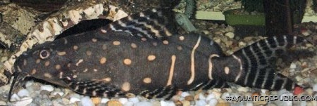 Synodontis angelicus