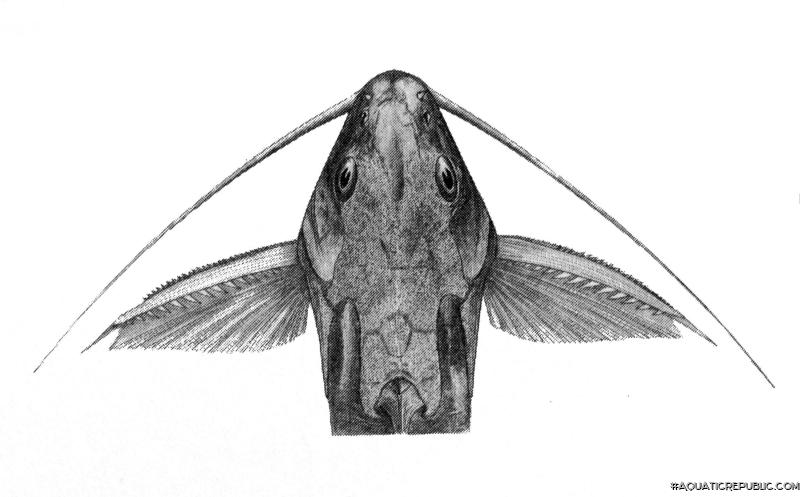 Synodontis arnoulti