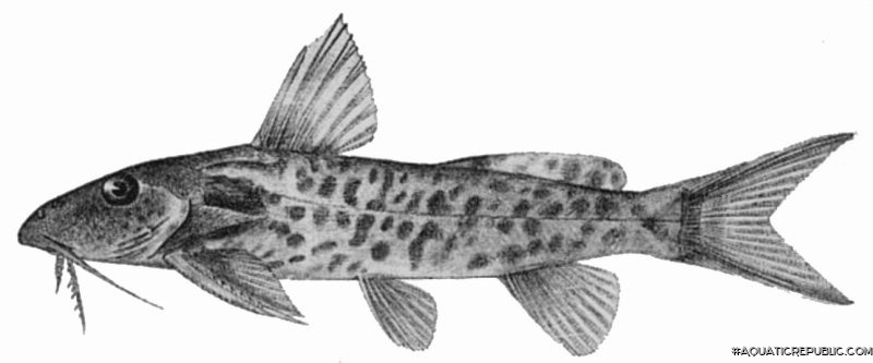 Synodontis bastiani