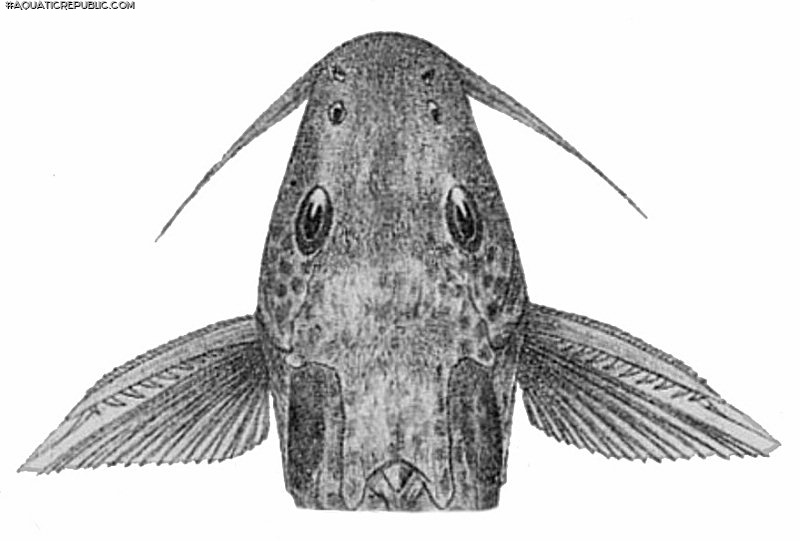 Synodontis bastiani