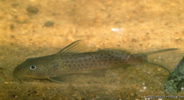 Synodontis bastiani