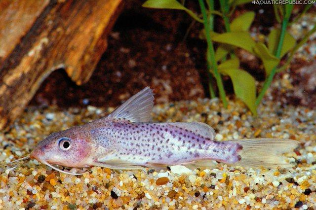 Synodontis bastiani