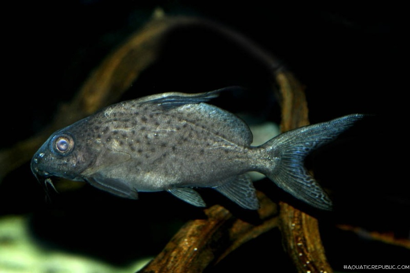 Synodontis batensoda