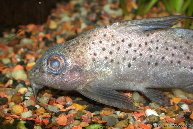 Synodontis batensoda