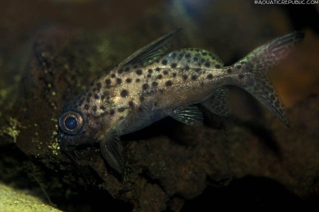 Synodontis batensoda