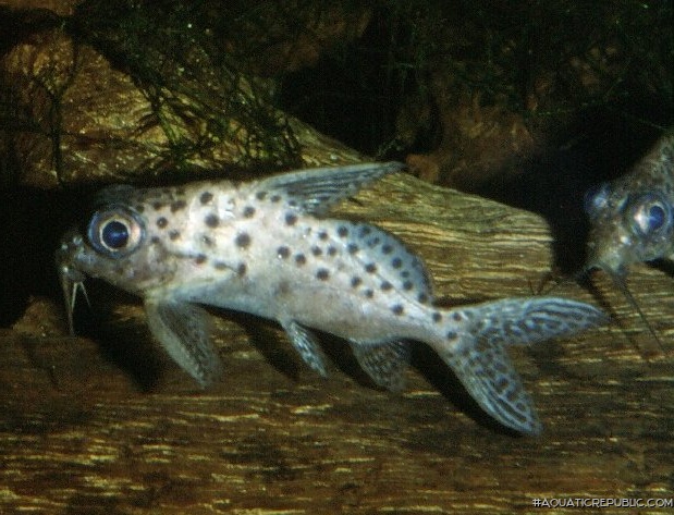 Synodontis batensoda