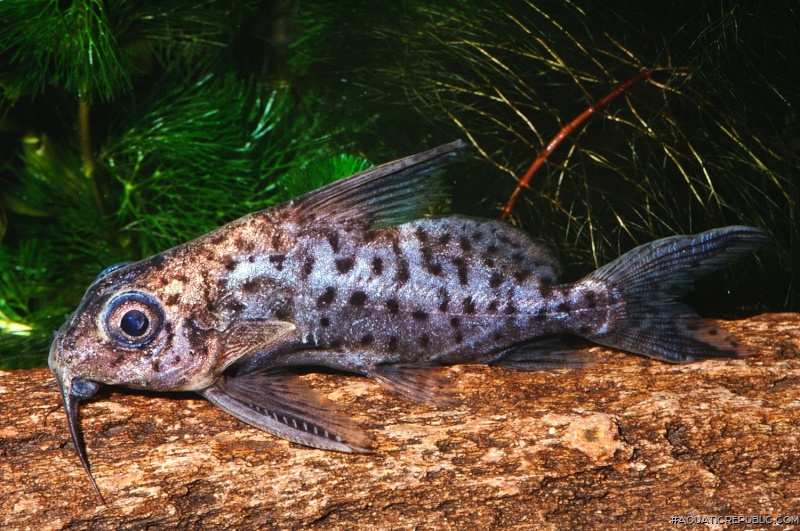 Synodontis batensoda