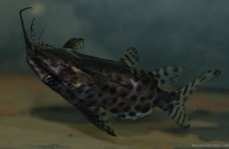 Synodontis batensoda