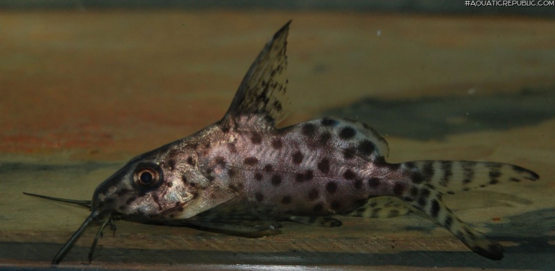 Synodontis batensoda