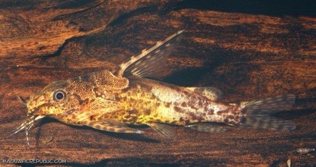 Synodontis batesii