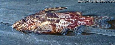 Synodontis batesii