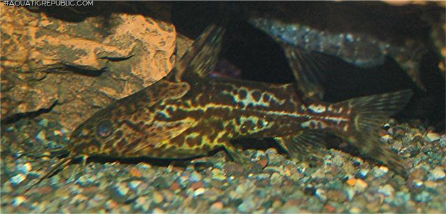 Synodontis batesii