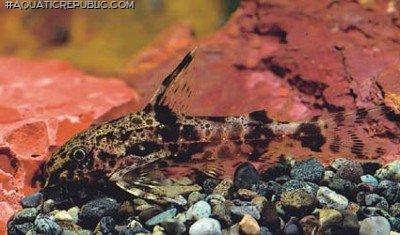 Synodontis batesii