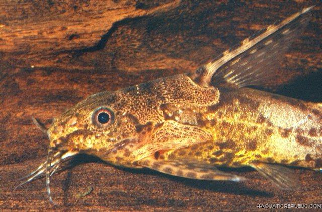 Synodontis batesii