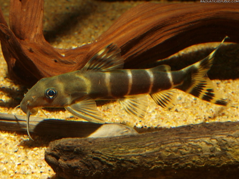 Synodontis brichardi