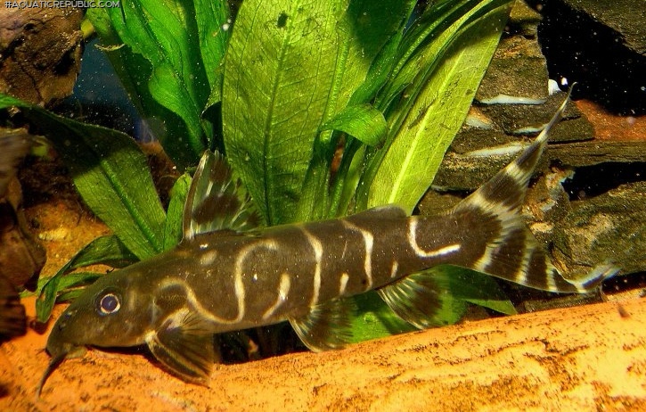 Synodontis brichardi