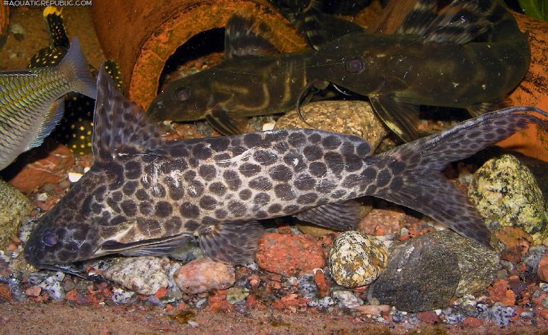 Synodontis camelopardalis