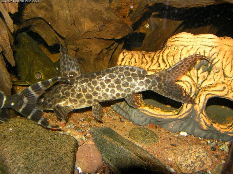 Synodontis camelopardalis