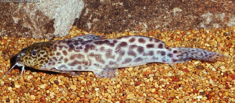 Synodontis caudalis