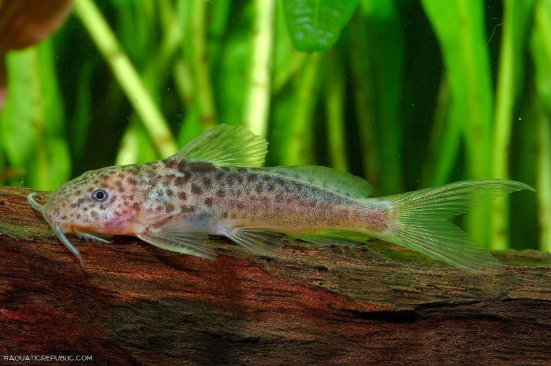 Synodontis caudalis