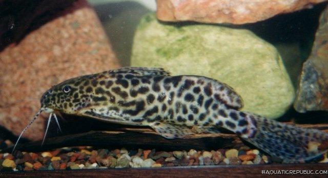 Synodontis caudalis