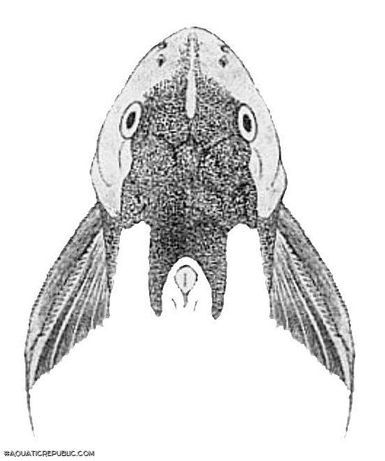 Synodontis caudovittatus