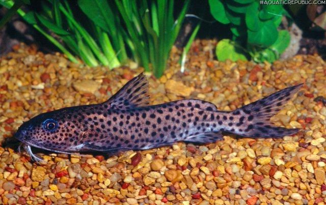 Synodontis cf. multimaculatus