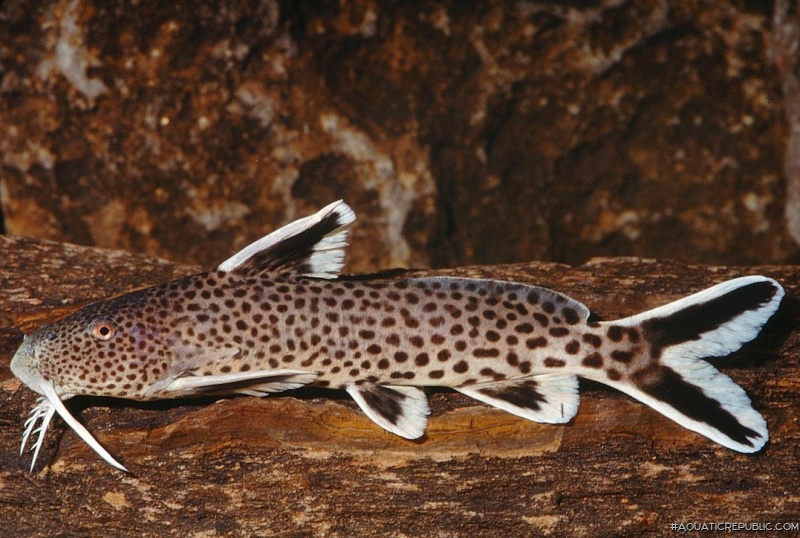 Synodontis cf. petricola