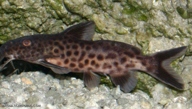 Synodontis cf. polli(1)