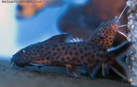 Synodontis cf. polli(1)