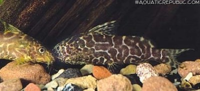 Synodontis comoensis