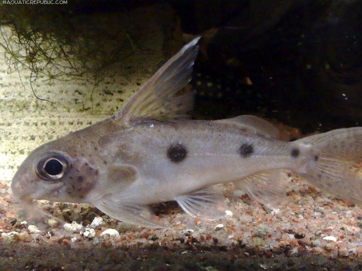 Synodontis congicus