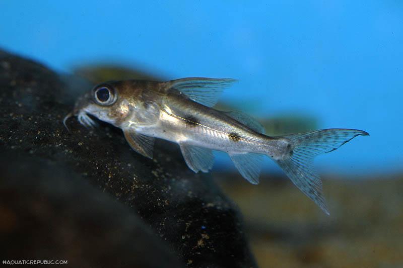 Synodontis congicus