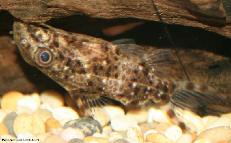 Synodontis contractus