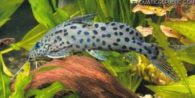 Synodontis courteti