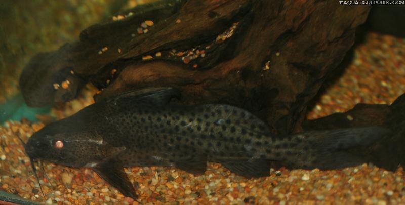 Synodontis courteti