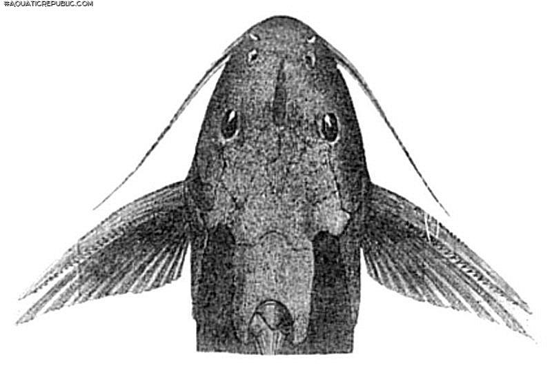 Synodontis cuangoanus