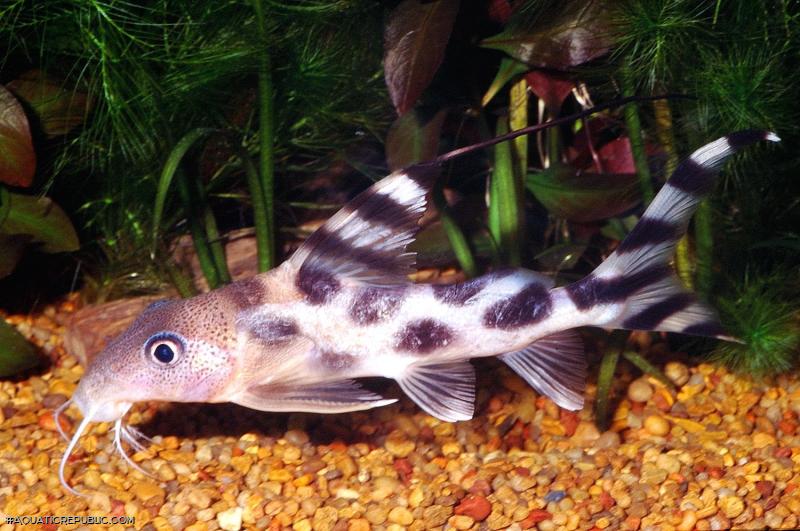 Synodontis decorus