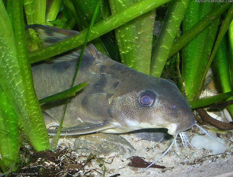 Synodontis decorus