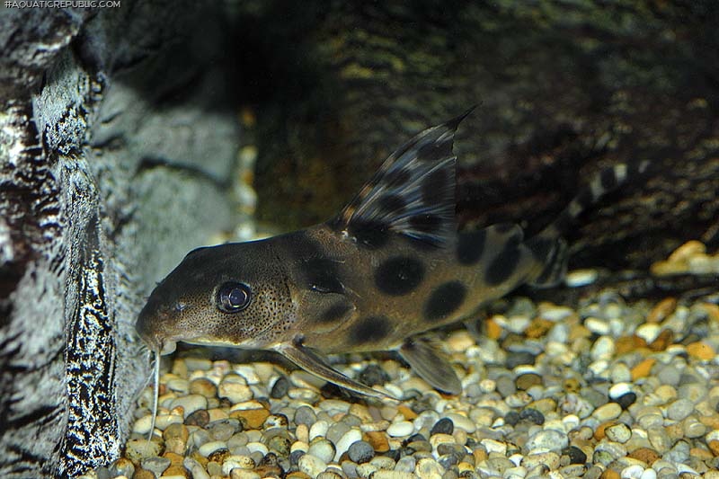 Synodontis decorus