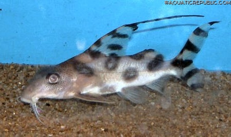 Synodontis decorus