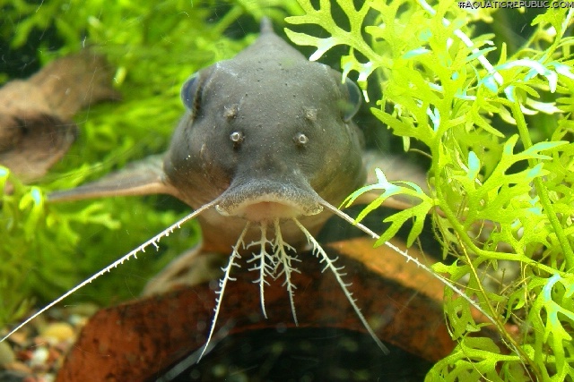 Synodontis decorus