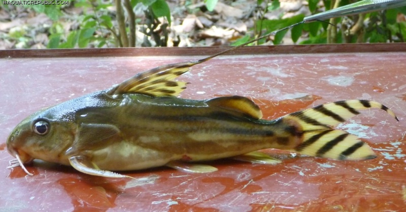 Synodontis decorus