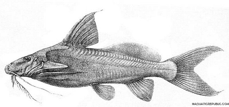 Synodontis depauwi