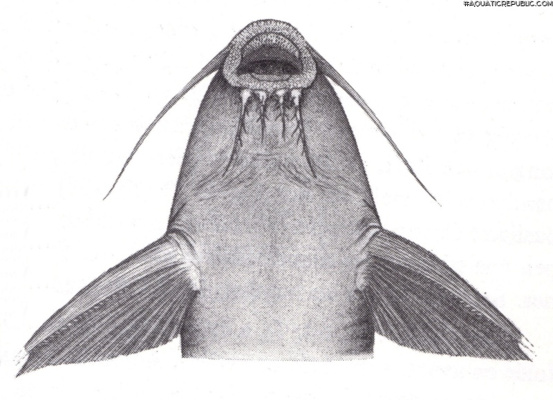 Synodontis dhonti