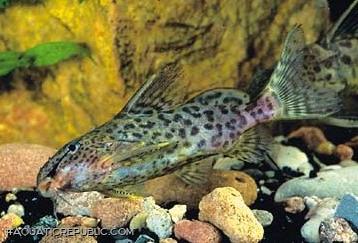 Synodontis dorsomaculatus